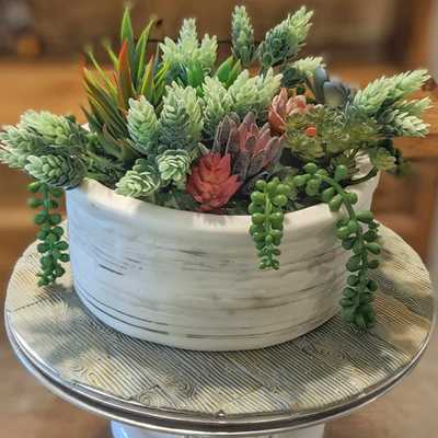 Succulent #cake